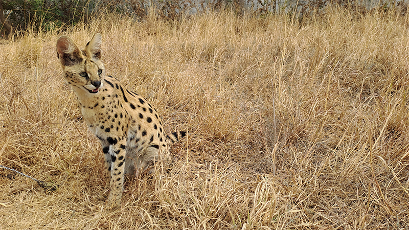 Serval, serval mačka